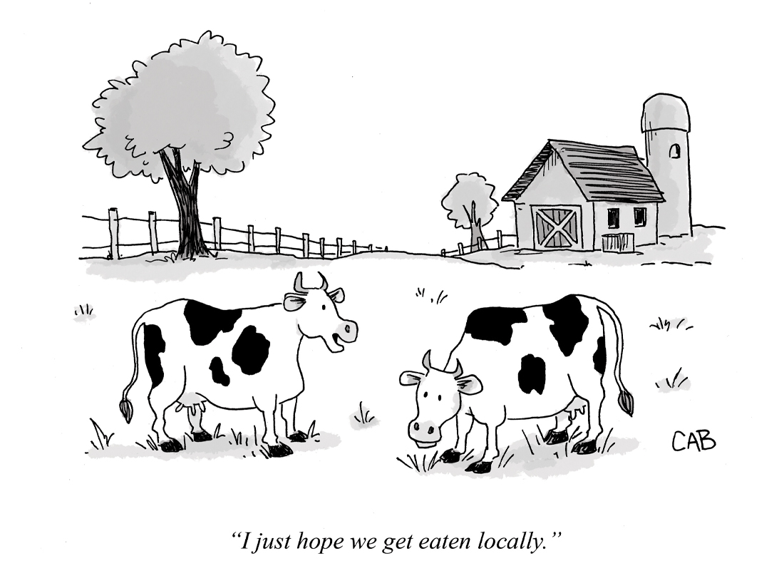 Local Cows